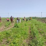 كاميرا وعد الجزيرة بالغيط في قسم الحوش الزراعي الحوش
